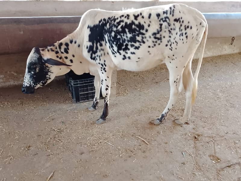 Best Cows & Bachia for Milk & Qurbani for sale 9