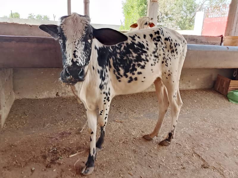 Best Cows & Bachia for Milk & Qurbani for sale 10