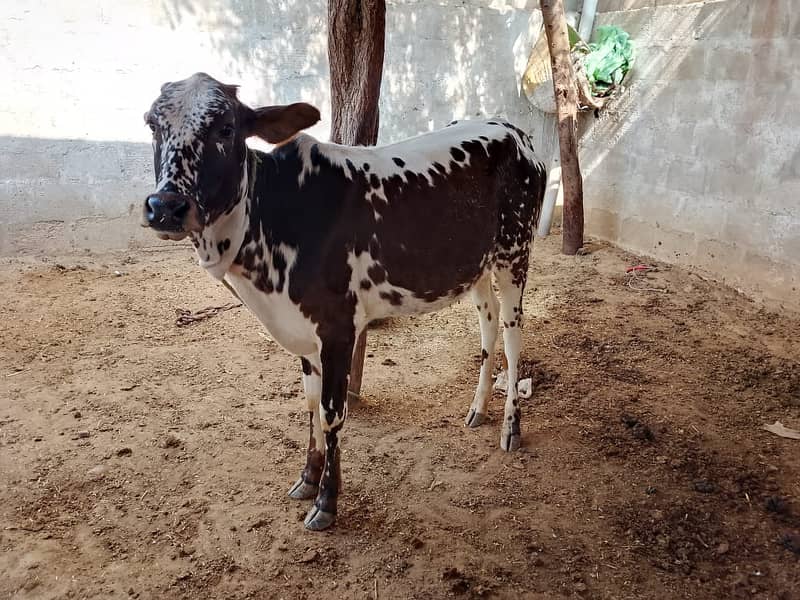 Best Cows & Bachia for Milk & Qurbani for sale 11