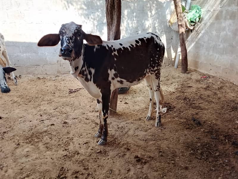 Best Cows & Bachia for Milk & Qurbani for sale 12