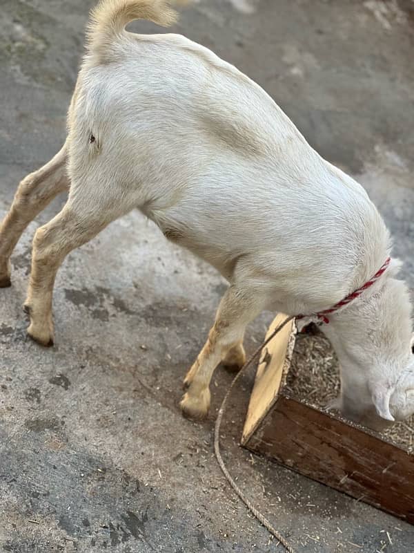 tadi bakra goat 4