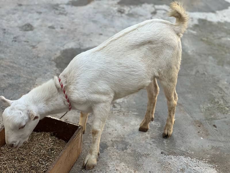 tadi bakra goat 5