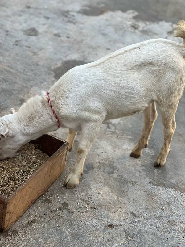 tadi bakra goat 6