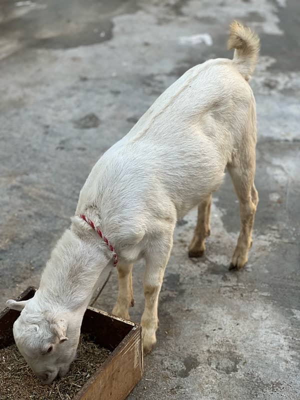 tadi bakra goat 8