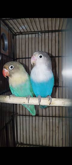 Lovebird up for grab in reasonable price