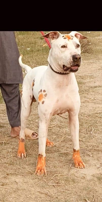 pure gultair  dog for sale 1