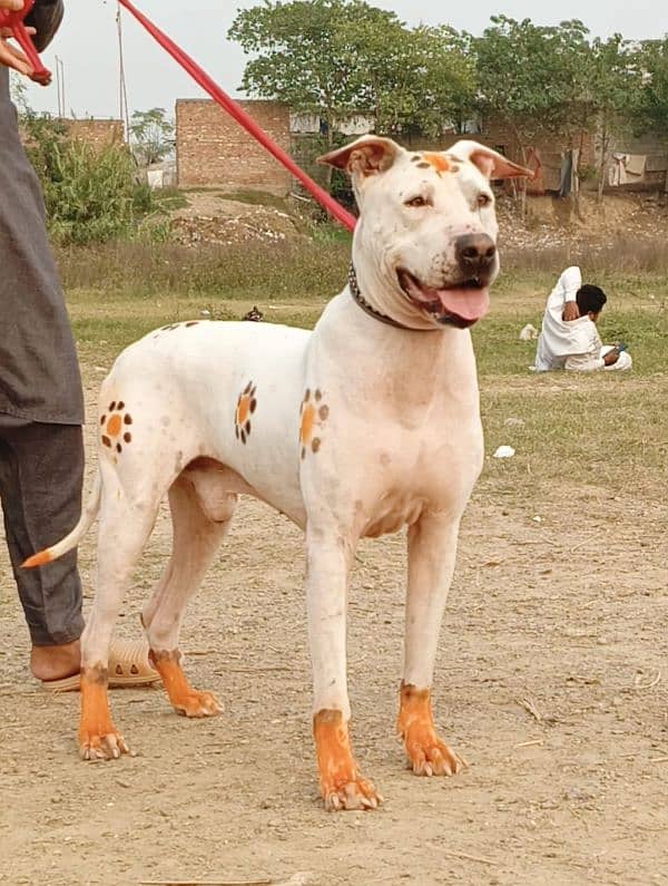 pure gultair  dog for sale 2