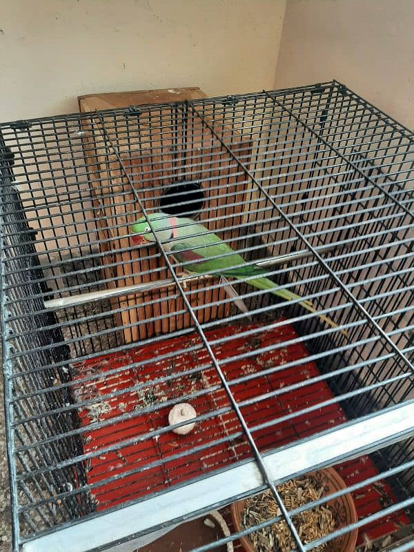 raw parrot breeder pair for sale 7