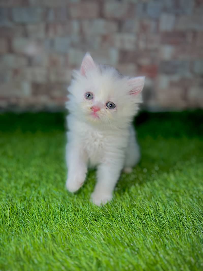 Blue eyes/persian/white kittens 1