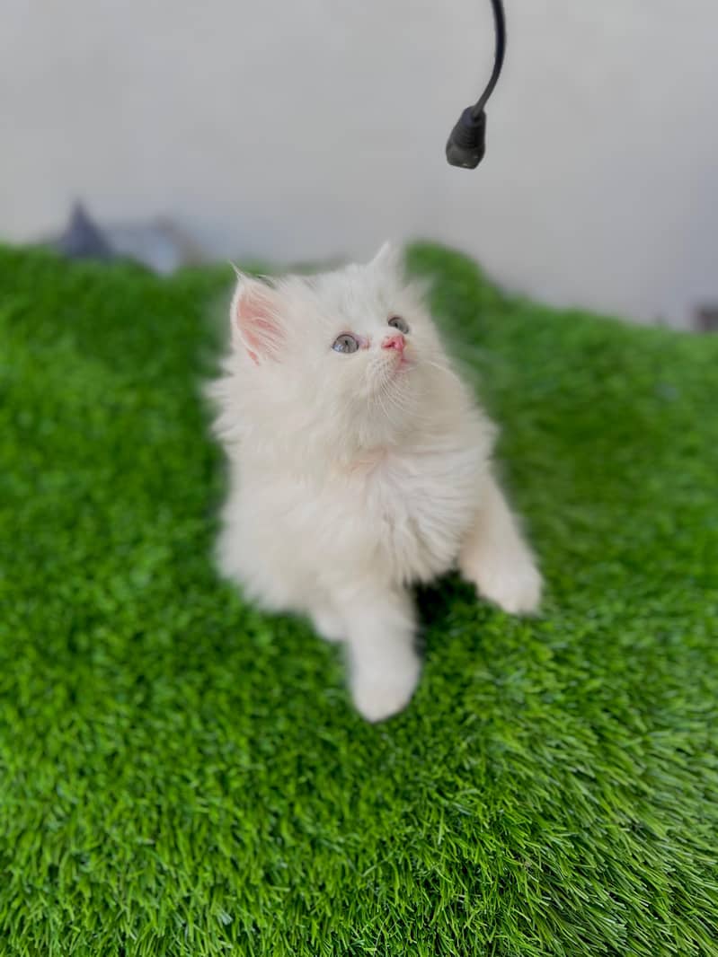 Blue eyes/persian/white kittens 2