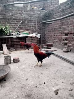 golden desi murge for sale