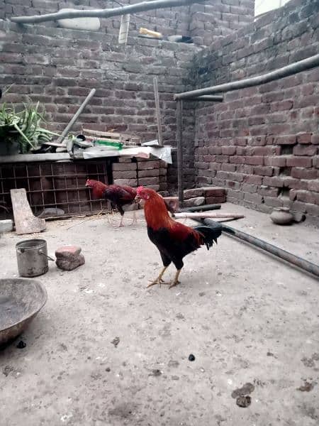 golden desi murge for sale 0