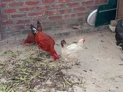 Desi Hen for sale