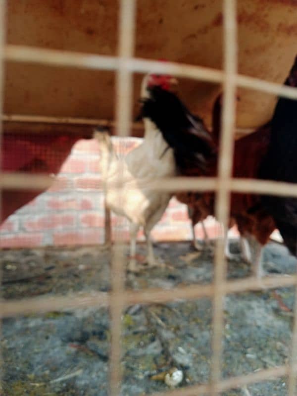 Desi Hen for sale 1