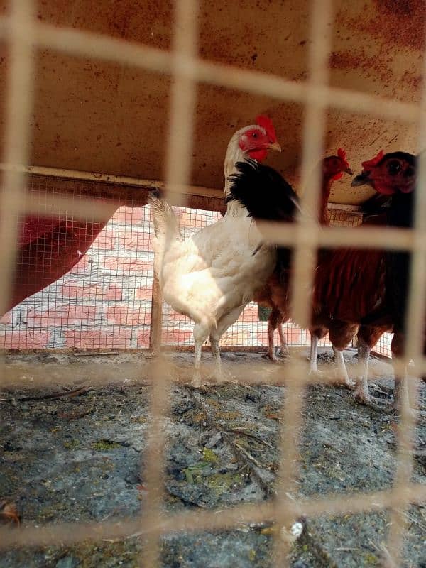 Desi Hen for sale 2