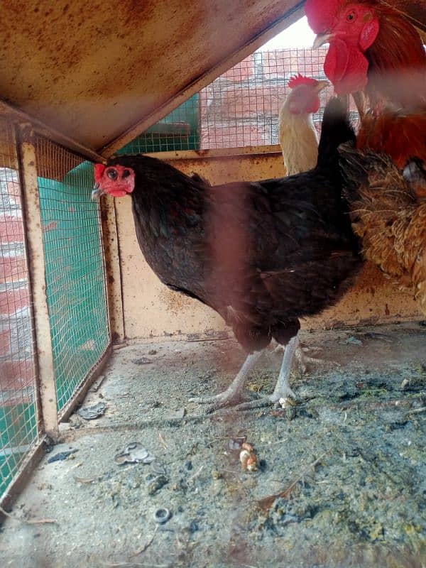 Desi Hen for sale 3