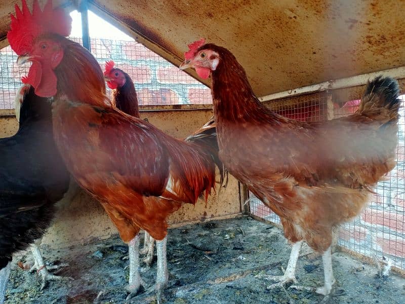 Desi Hen for sale 4