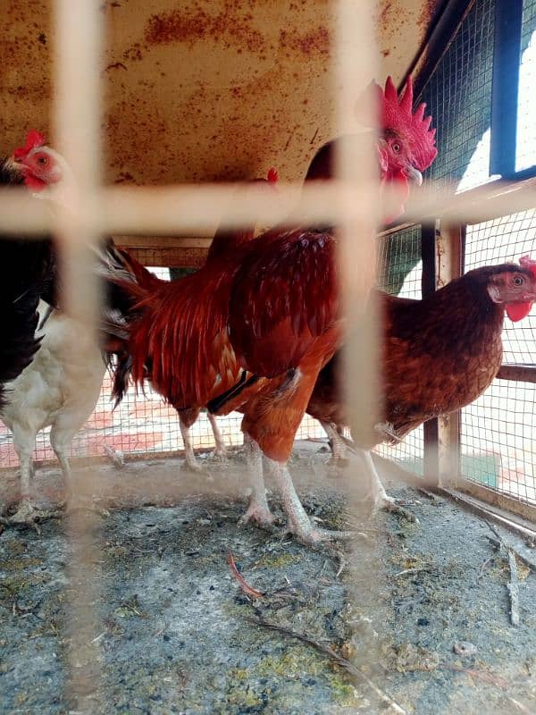 Desi Hen for sale 5