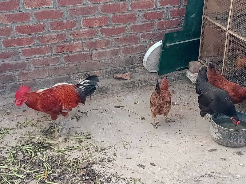 Desi Hen for sale 6