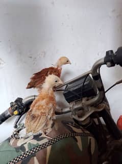 2 Misri chicks 2 female murgi for sale