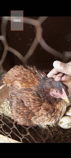 Kruk hen for sale