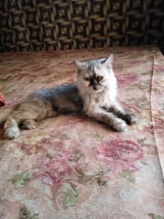 original punch face Female breeder cat For sale whatsup nbr03084970434