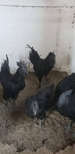 Ayam cemani black tongue Indonesian