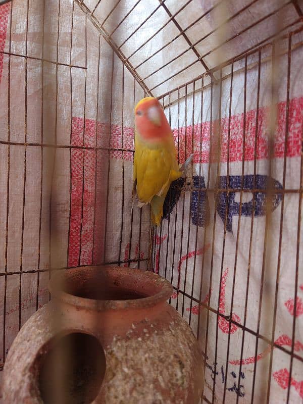 love parrot female 1