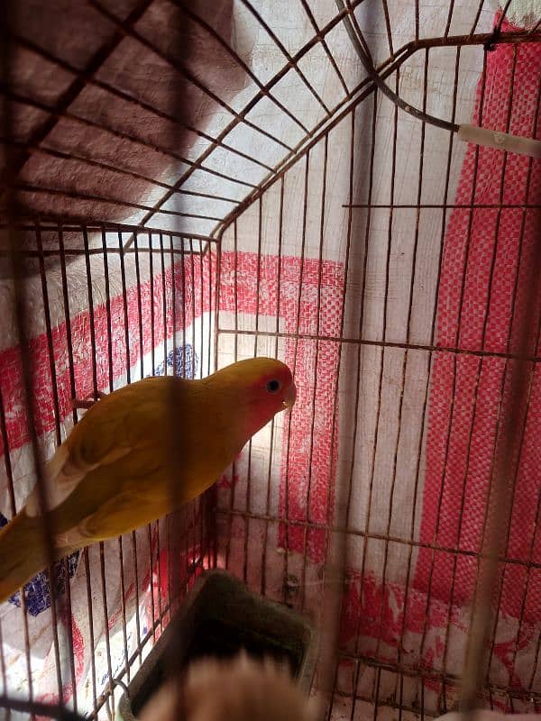 love parrot female 3