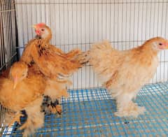 buff bantam set 1 male 2 females