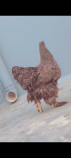 Brahman coco breeder pair