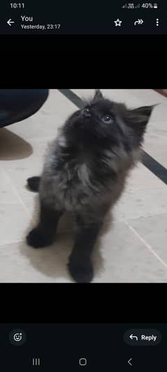 Persian Cute kitten light Black Colour Male