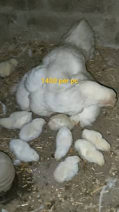 Heera Aseel chicks patha and breeder male