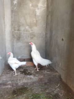 herera pair