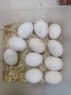 Heera Egg Available