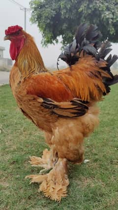 Buff Colombian Barhama breeder Male