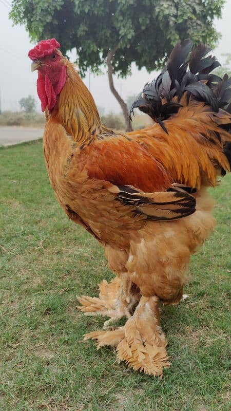 Buff Colombian Barhama breeder Male 1