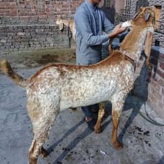 bakra for sale