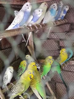 Australian parrot 1 parrot 500 but 100 /200 singal  pices