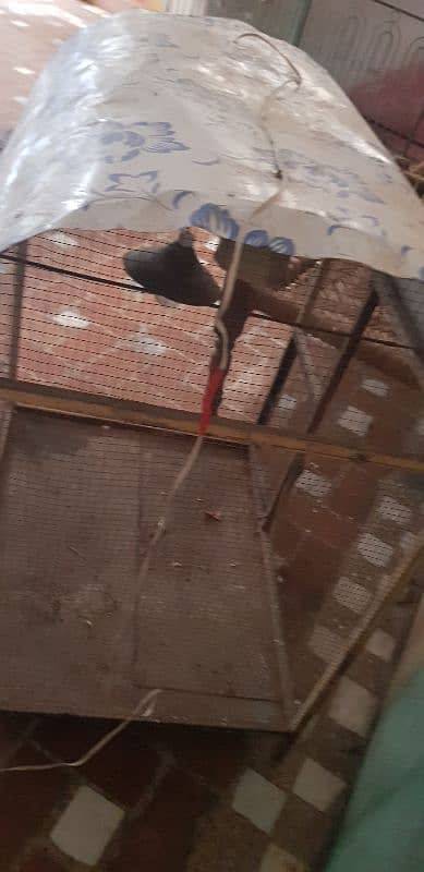 cage best for parrots and chickens good conditions 4