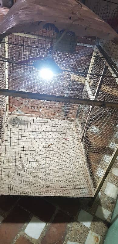 cage best for parrots and chickens good conditions 7