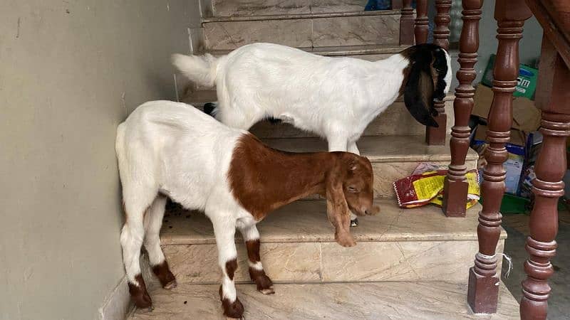 Bakra Goat Bachy 0