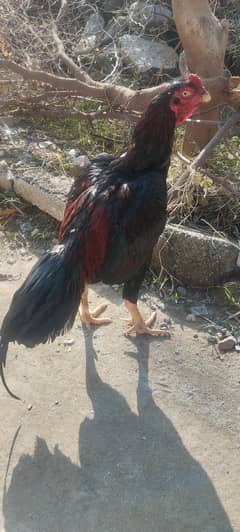 High quality aseel bird contact 03329199508