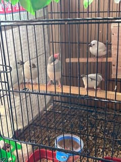 java breader pair and java chicks available