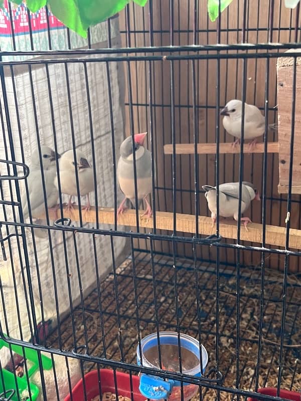 java breader pair and java chicks available 0