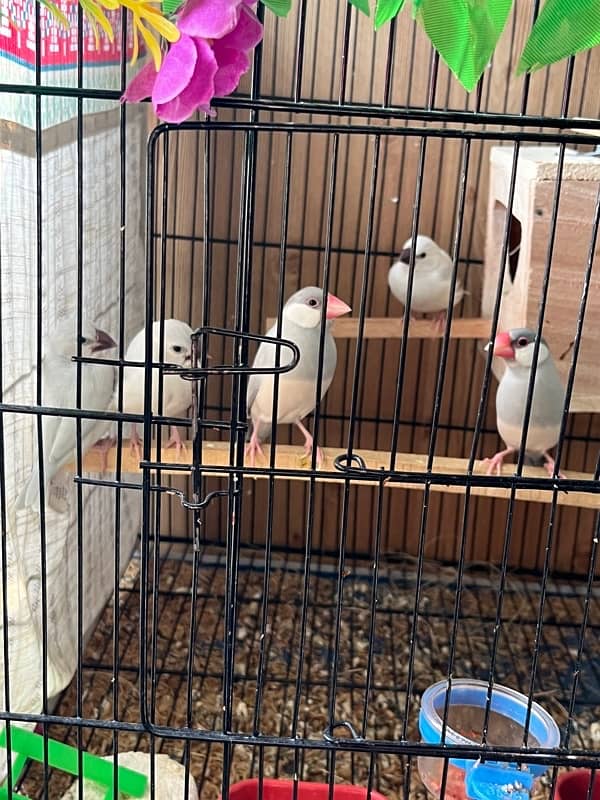 java breader pair and java chicks available 1