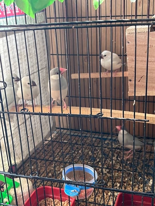 java breader pair and java chicks available 2