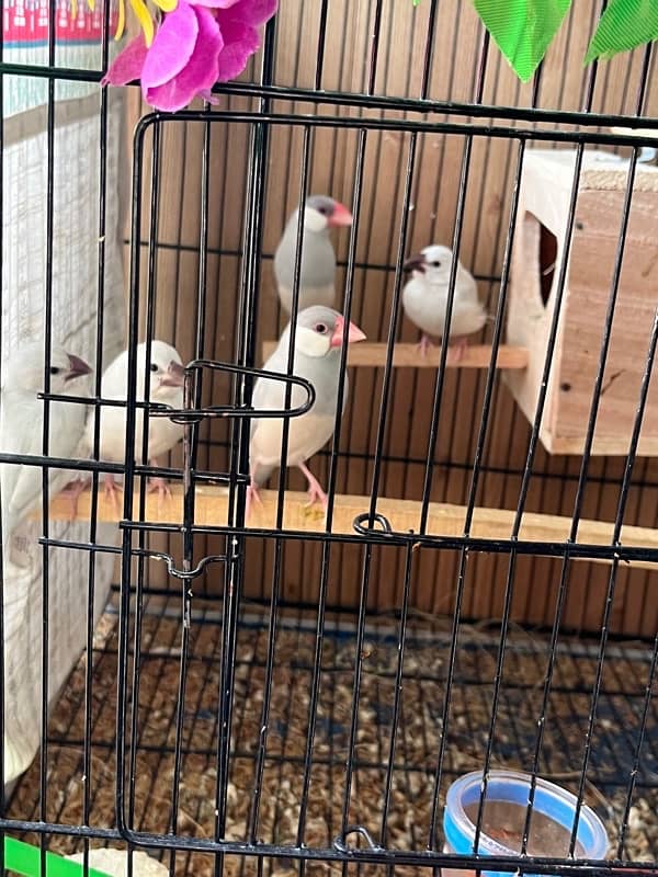 java breader pair and java chicks available 3