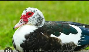 Muscovy