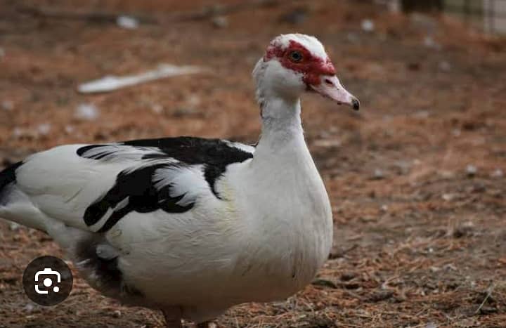 Muscovy duck trio 1